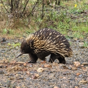 Tachyglossus aculeatus at QPRC LGA - 9 Nov 2023