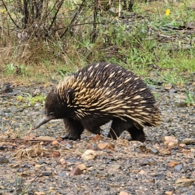 Tachyglossus aculeatus (Short-beaked Echidna) at QPRC LGA - 9 Nov 2023 by Csteele4