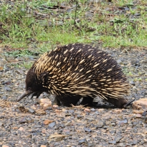 Tachyglossus aculeatus at QPRC LGA - 9 Nov 2023