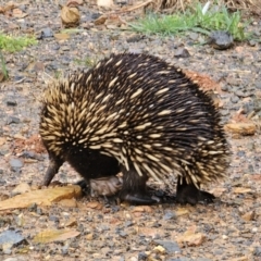 Tachyglossus aculeatus at QPRC LGA - 9 Nov 2023