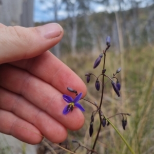 Dianella revoluta var. revoluta at QPRC LGA - 8 Nov 2023