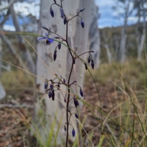 Dianella revoluta var. revoluta at QPRC LGA - 8 Nov 2023