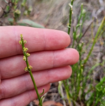 Stackhousia monogyna (Creamy Candles) at QPRC LGA - 8 Nov 2023 by clarehoneydove