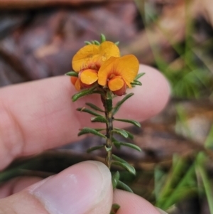 Pultenaea subspicata at QPRC LGA - 9 Nov 2023