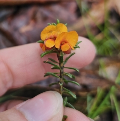 Pultenaea subspicata (Low Bush-pea) at QPRC LGA - 9 Nov 2023 by Csteele4