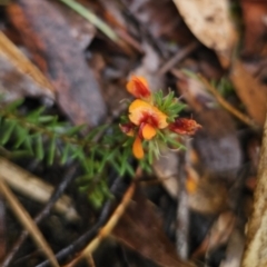 Pultenaea subspicata at QPRC LGA - 9 Nov 2023