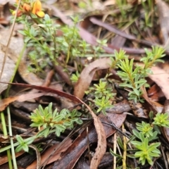 Pultenaea subspicata at QPRC LGA - 9 Nov 2023