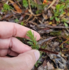 Pultenaea subspicata at QPRC LGA - 9 Nov 2023