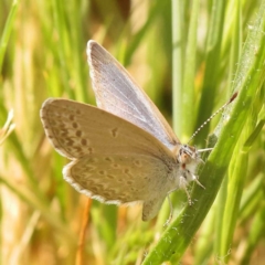 Zizina otis (Common Grass-Blue) at Haig Park - 8 Nov 2023 by ConBoekel