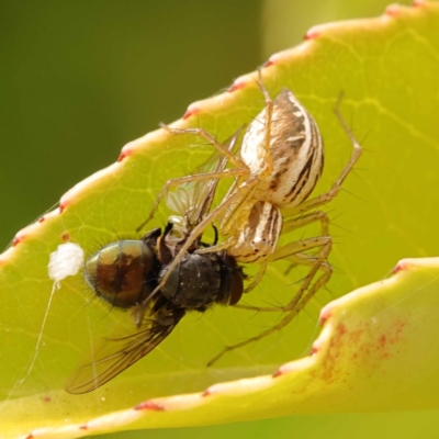 Oxyopes (genus) (Lynx spider) at Sullivans Creek, Turner - 9 Nov 2023 by ConBoekel