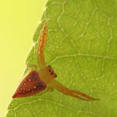 Arkys walckenaeri (Triangle spider) at Haig Park - 9 Nov 2023 by ConBoekel