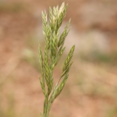 Bromus catharticus (Prairie Grass) at Haig Park - 9 Nov 2023 by ConBoekel