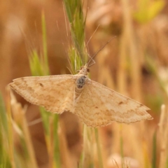 Scopula rubraria (Reddish Wave, Plantain Moth) at Turner, ACT - 8 Nov 2023 by ConBoekel