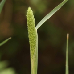 Phalaris aquatica (Phalaris, Australian Canary Grass) at City Renewal Authority Area - 9 Nov 2023 by ConBoekel