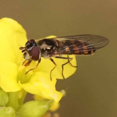 Simosyrphus grandicornis (Common hover fly) at Haig Park - 9 Nov 2023 by ConBoekel