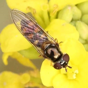 Simosyrphus grandicornis at Haig Park - 9 Nov 2023 09:17 AM