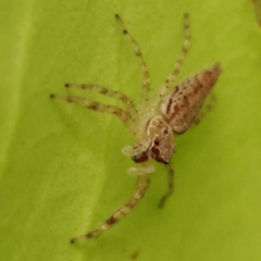 Helpis minitabunda (Threatening jumping spider) at Turner, ACT - 8 Nov 2023 by ConBoekel
