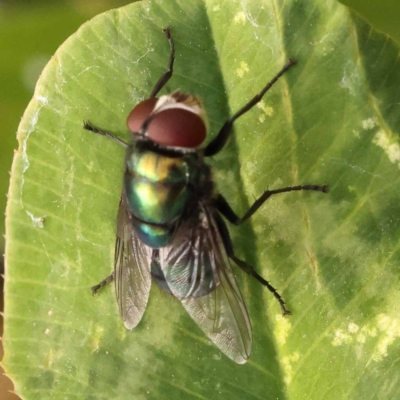 Chrysomya sp. (genus) (A green/blue blowfly) at Sullivans Creek, Turner - 9 Nov 2023 by ConBoekel