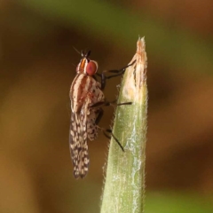 Sapromyza mallochiana (A lauxaniid fly) at Sullivans Creek, Turner - 9 Nov 2023 by ConBoekel