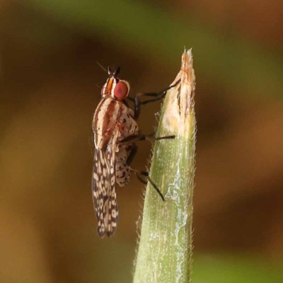 Sapromyza mallochiana (A lauxaniid fly) at Sullivans Creek, Turner - 8 Nov 2023 by ConBoekel