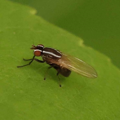 Poecilohetaerus aquilus (A lauxaniid fly) at Turner, ACT - 8 Nov 2023 by ConBoekel