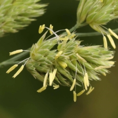 Dactylis glomerata (Cocksfoot) at City Renewal Authority Area - 9 Nov 2023 by ConBoekel