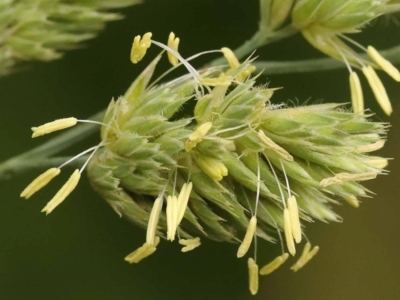 Dactylis glomerata (Cocksfoot) at City Renewal Authority Area - 8 Nov 2023 by ConBoekel