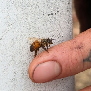 Apis mellifera at Bruce Ridge to Gossan Hill - 9 Nov 2023