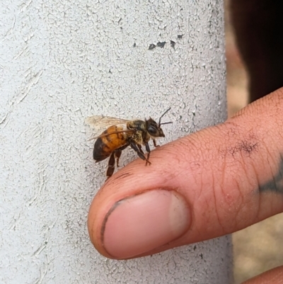 Apis mellifera (European honey bee) at Bruce Ridge to Gossan Hill - 9 Nov 2023 by rbannister