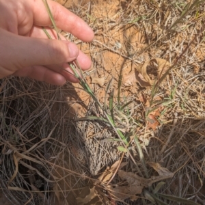 Wahlenbergia stricta subsp. stricta at Florey, ACT - 7 Nov 2023