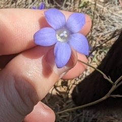 Wahlenbergia stricta subsp. stricta at Florey, ACT - 7 Nov 2023