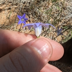 Wahlenbergia stricta subsp. stricta at Florey, ACT - 7 Nov 2023