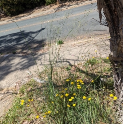 Austrostipa bigeniculata (Kneed Speargrass) at Florey, ACT - 7 Nov 2023 by rbannister