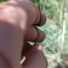 Austrostipa bigeniculata at Florey, ACT - 7 Nov 2023 12:12 PM