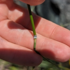 Austrostipa bigeniculata at Florey, ACT - 7 Nov 2023