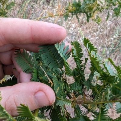 Acacia baileyana x Acacia decurrens (Cootamundra Wattle x Green Wattle (Hybrid)) at Melba, ACT - 7 Nov 2023 by rbannister