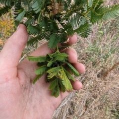 Acacia baileyana x Acacia decurrens at Mount Rogers - 8 Nov 2023