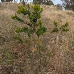 Acacia baileyana x Acacia decurrens at Mount Rogers - 8 Nov 2023 10:39 AM