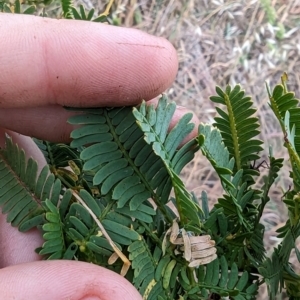 Acacia baileyana x Acacia decurrens at Mount Rogers - 8 Nov 2023