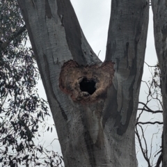 Eucalyptus rossii (Inland Scribbly Gum) at Fraser, ACT - 8 Nov 2023 by rbannister