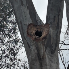 Eucalyptus rossii at Fraser, ACT - 8 Nov 2023 11:29 AM