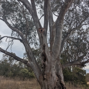 Eucalyptus rossii at Fraser, ACT - 8 Nov 2023 11:29 AM