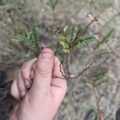 Indigofera adesmiifolia (Tick Indigo) at Mount Rogers - 8 Nov 2023 by rbannister