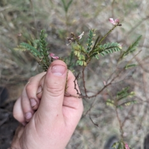 Indigofera adesmiifolia at Mount Rogers - 8 Nov 2023 11:21 AM