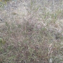 Indigofera adesmiifolia at Mount Rogers - 8 Nov 2023