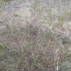 Indigofera adesmiifolia at Mount Rogers - 8 Nov 2023 11:21 AM