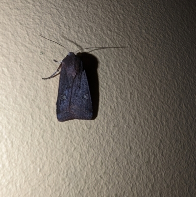Diarsia intermixta (Chevron Cutworm, Orange Peel Moth.) at Florey, ACT - 7 Nov 2023 by rbannister