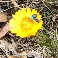 Pollanisus (genus) at Farrer Ridge NR  (FAR) - 8 Nov 2023 10:53 AM