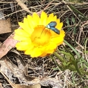 Pollanisus (genus) at Farrer Ridge NR  (FAR) - 8 Nov 2023