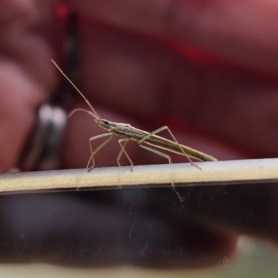 Mutusca brevicornis (A broad-headed bug) at Rossi, NSW - 9 Nov 2023 by Csteele4